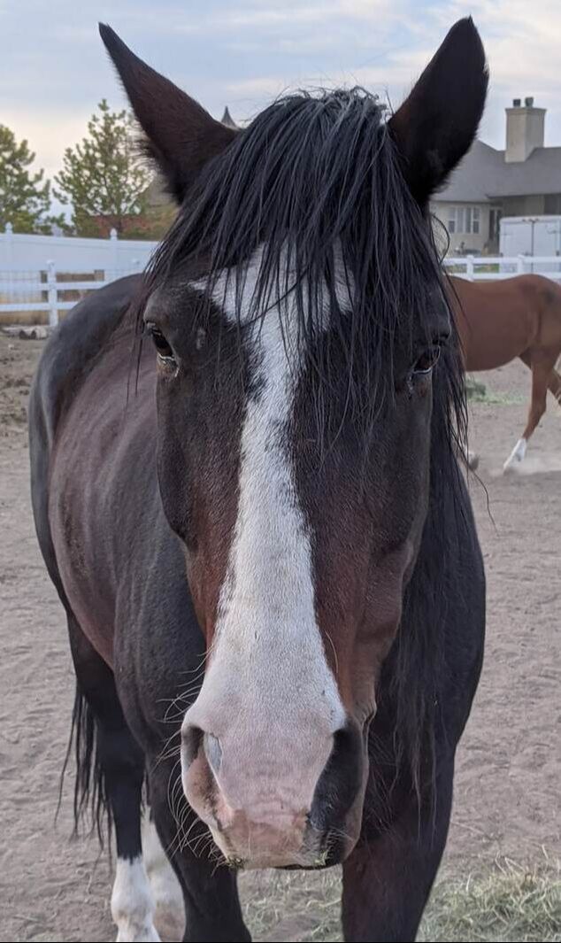 bay horse with a white strip facing the camera